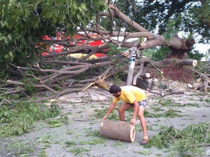 Cae árbol de 15 metros de altura en fraccionamiento Moderno