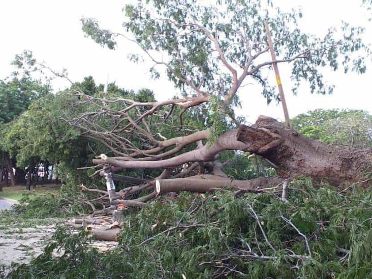 Cae árbol de 15 metros de altura en fraccionamiento Moderno