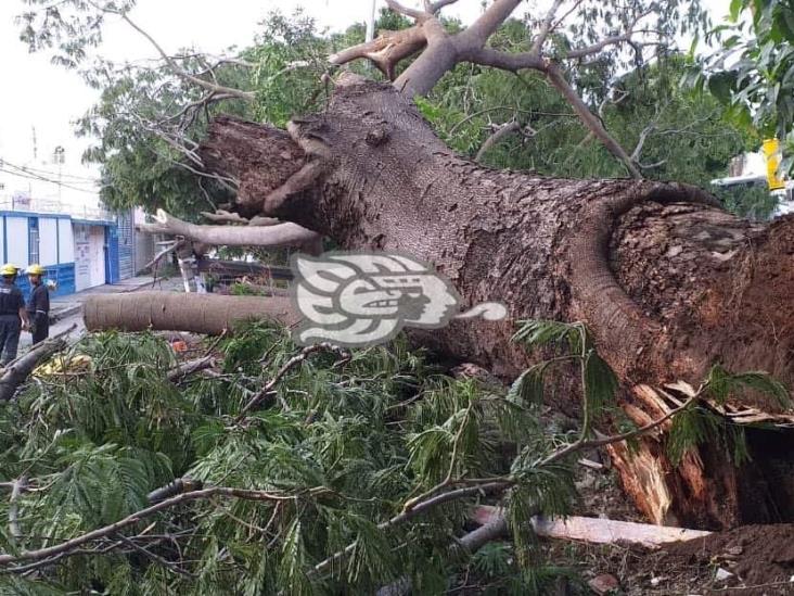 Cae árbol de 15 metros de altura en fraccionamiento Moderno