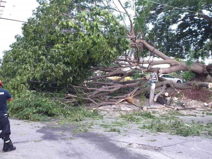 Cae árbol de 15 metros de altura en fraccionamiento Moderno