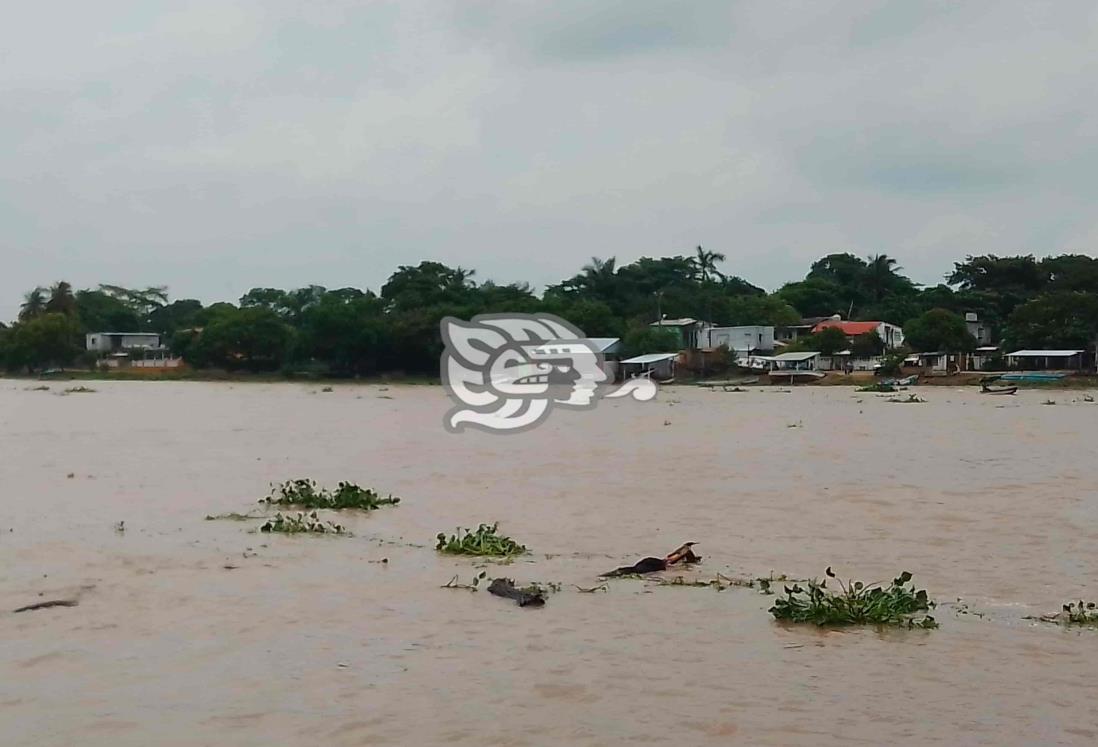 Se deterioran lanchas por inactividad y exceso de lirio en el río Coatzacoalcos