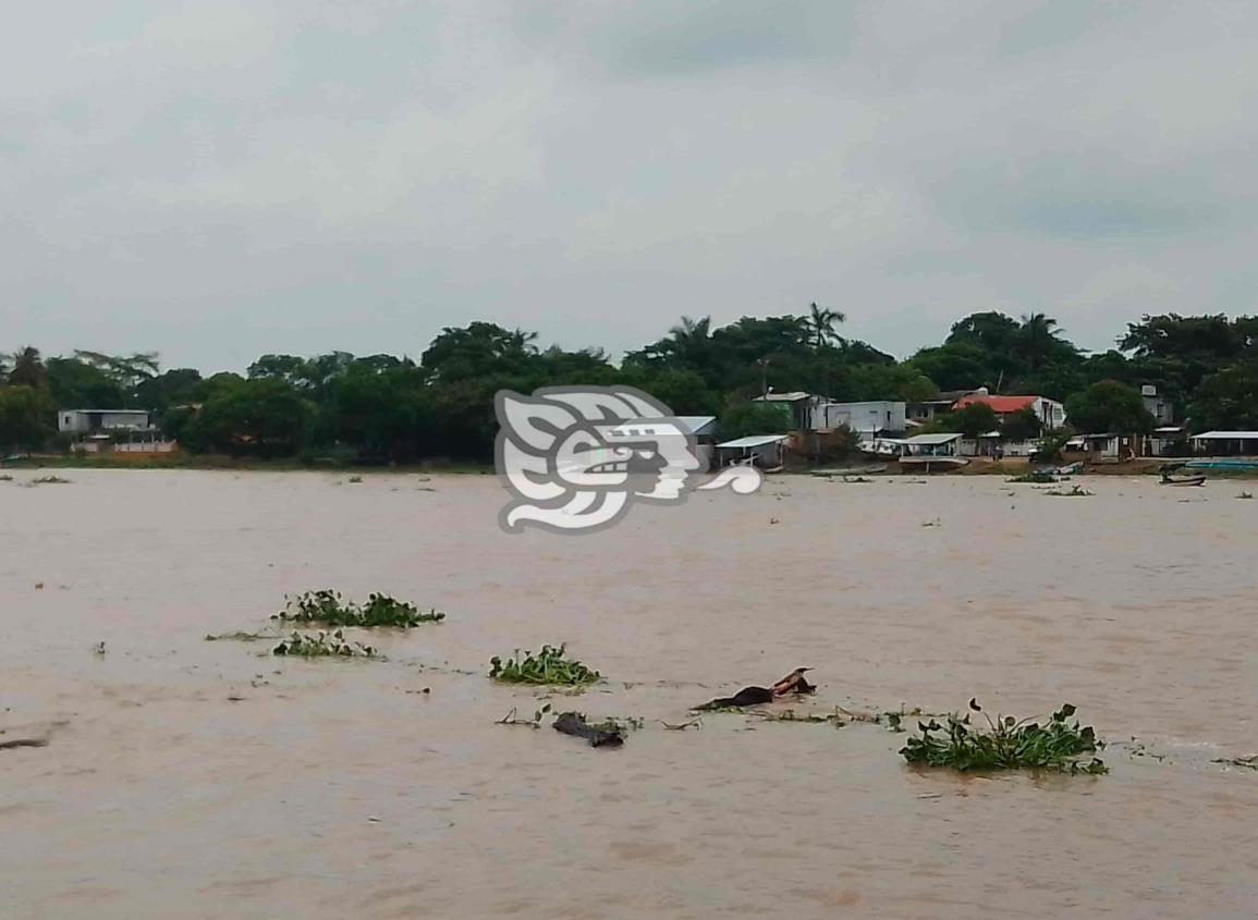 Se deterioran lanchas por inactividad y exceso de lirio en el río Coatzacoalcos