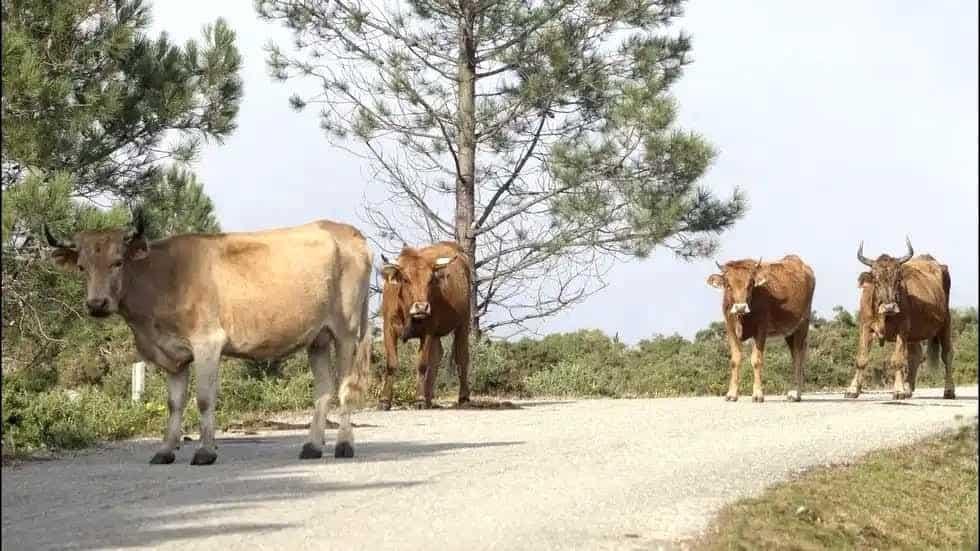 Sector ganadero, uno de los más afectados tras sequía en Tuxpan