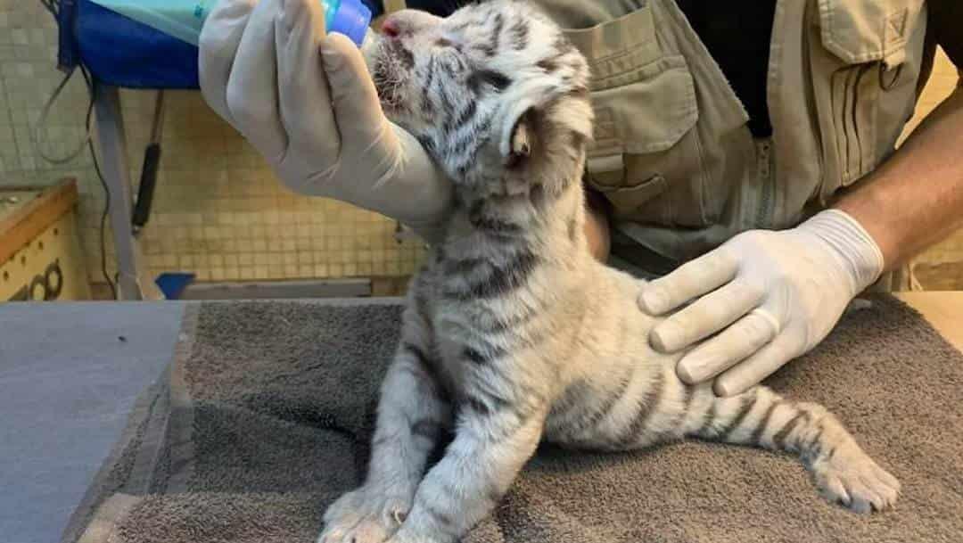 En Sinaloa, nace tigre blanco que no se reproducía hace una década