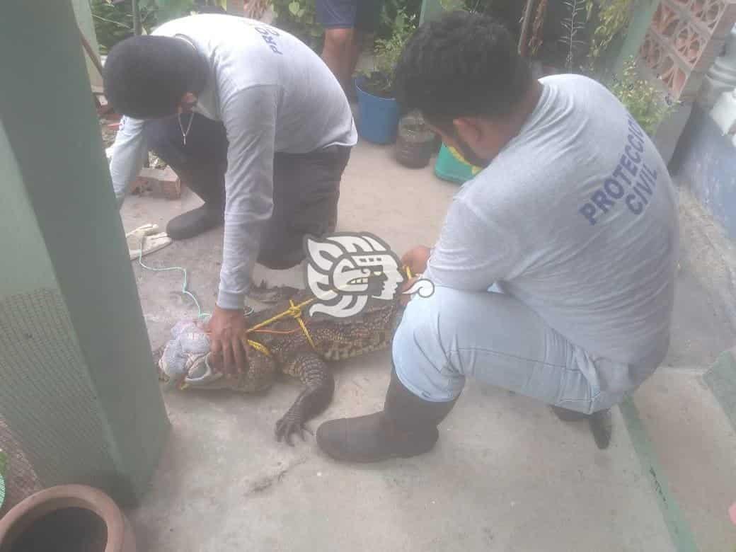 Familia de Agua Dulce entrega a PC un cocodrilo que tenían de mascota