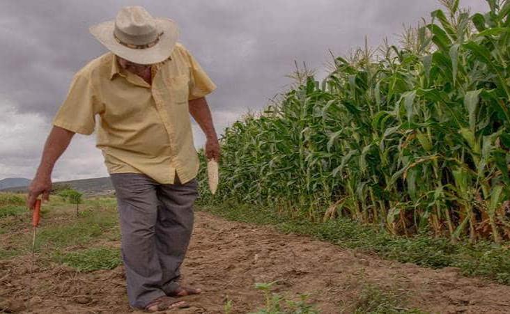 Veracruz, con más de 60 años en la historia de la agricultura en México