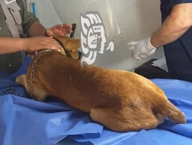 Maltrato, zoofilia y envenenamiento a mascotas, incesante en sur de Veracruz