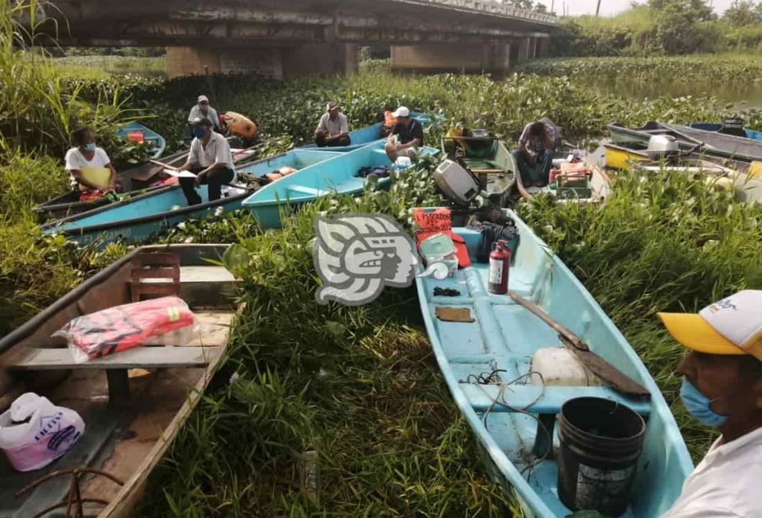 Lirio en más de 5 kilómetros frena labores de pesca