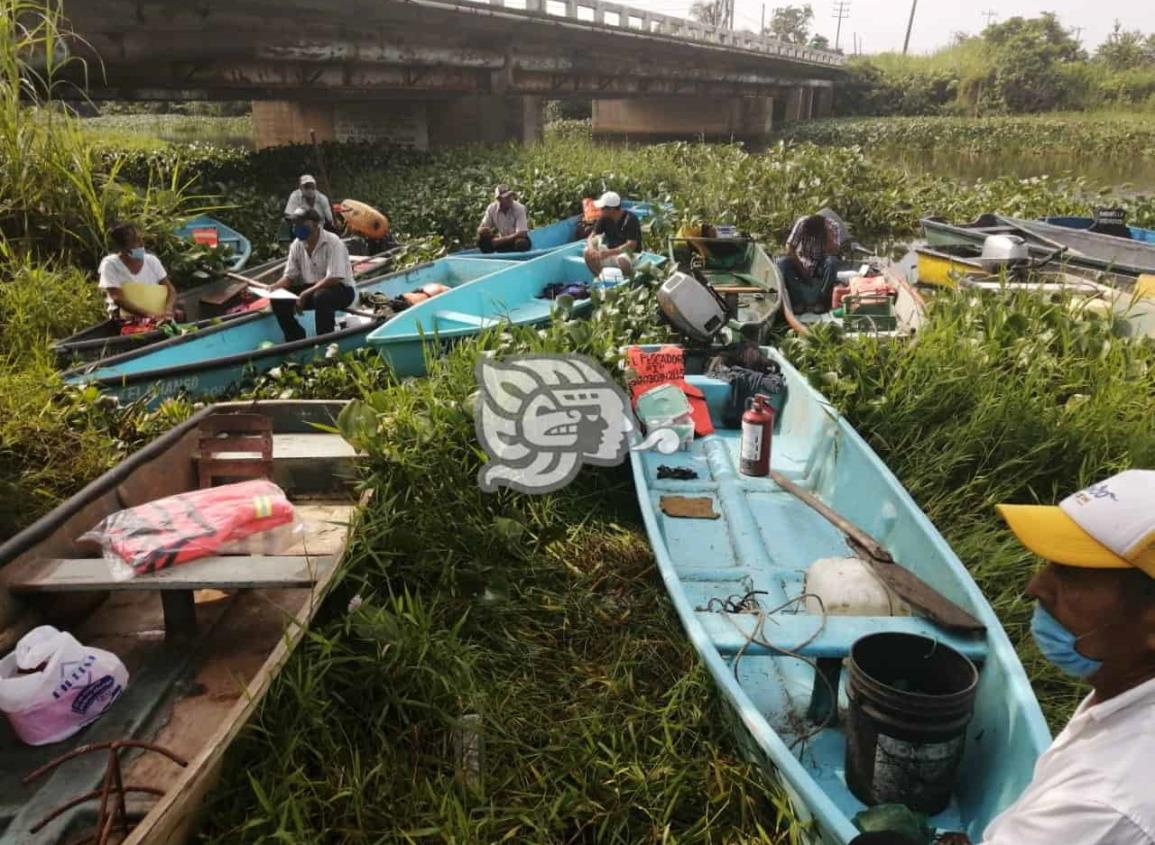 Lirio en más de 5 kilómetros frena labores de pesca