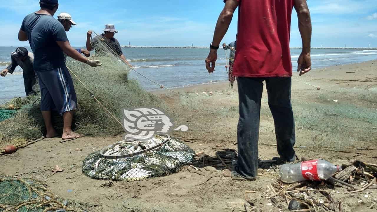 Sader autoriza levantar veda de camarón en Veracruz