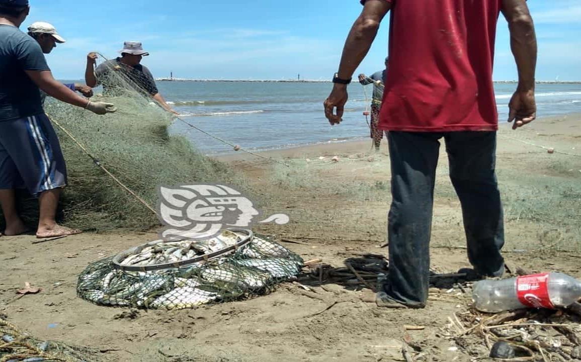 Sader autoriza levantar veda de camarón en Veracruz