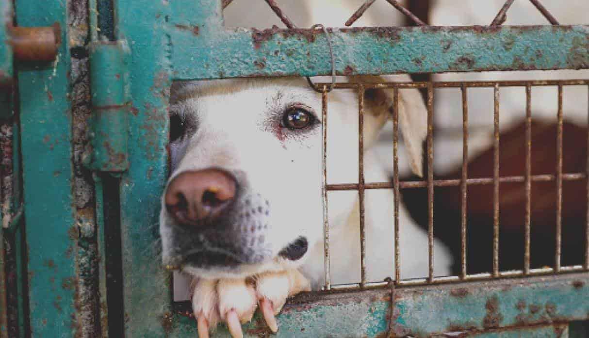Promueven iniciativas a favor de la protección animal