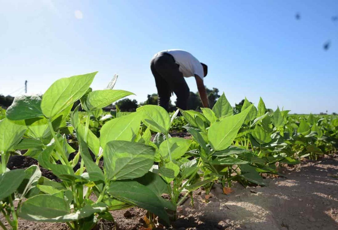 Campo mexicano, en abandono: Ugocep