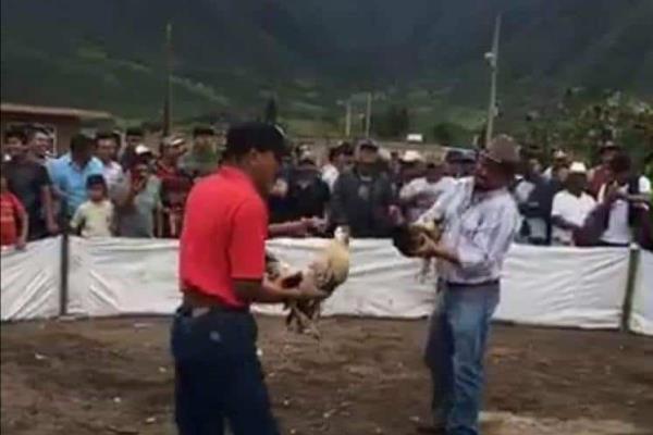Denuncian en redes pelea de gallos, ocurrió en Maltrata