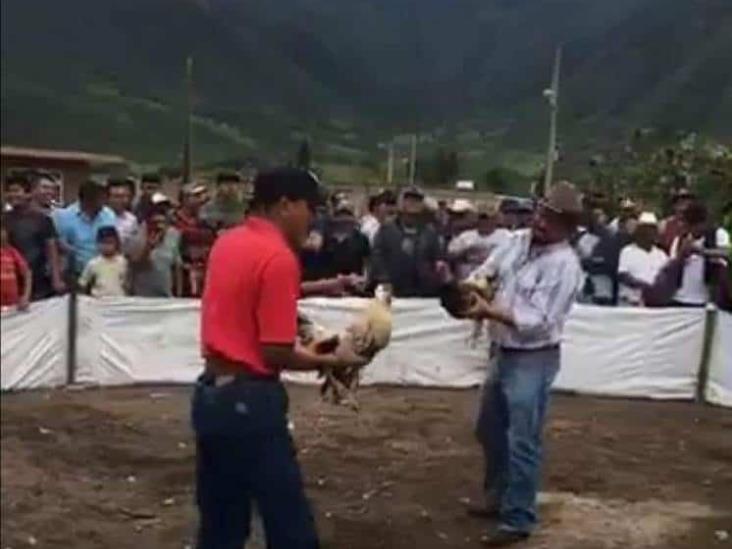 Denuncian en redes pelea de gallos, ocurrió en Maltrata