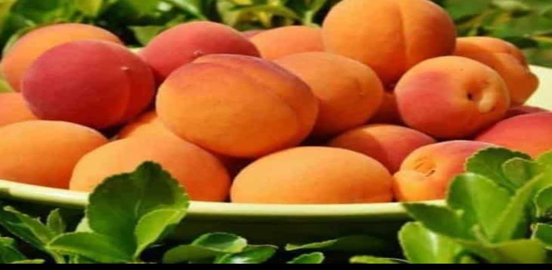 Cofepris reporta brote de salmonella en duraznos