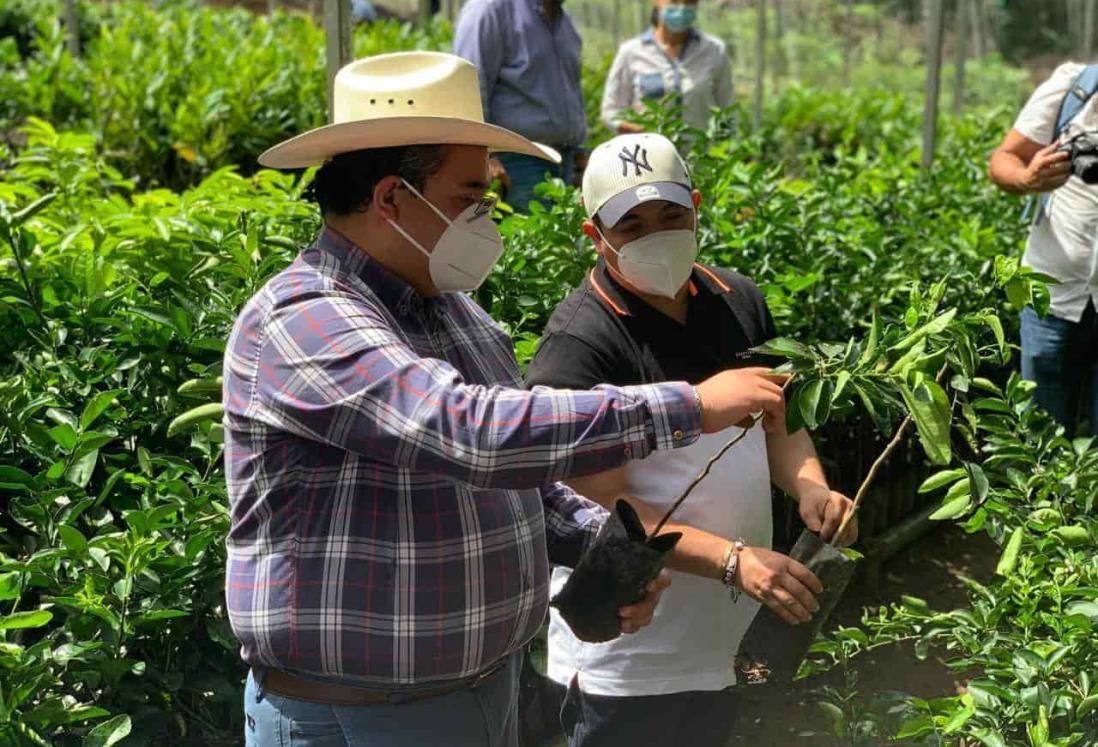 Comprueba Gómez Cazarín resultados y beneficios de Sembrando Vida