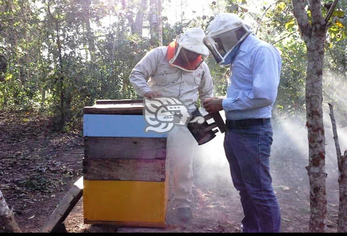 Buscan en Pajapan mejor mercado para la miel de abeja