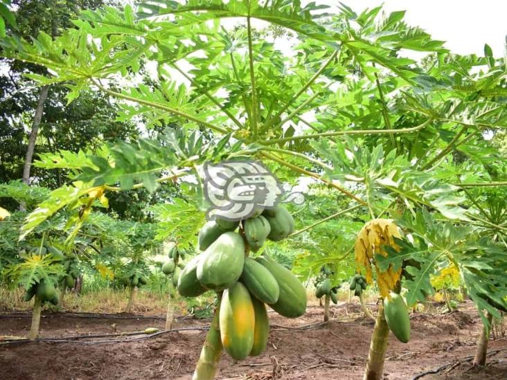 Parcela demostrativa de Cosolea da primera cosecha de papaya