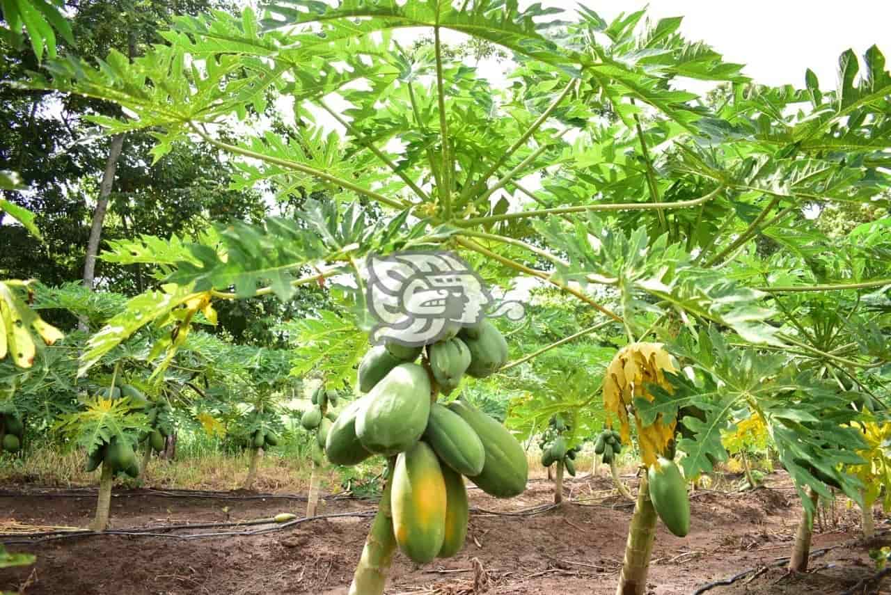Parcela demostrativa de Cosolea da primera cosecha de papaya