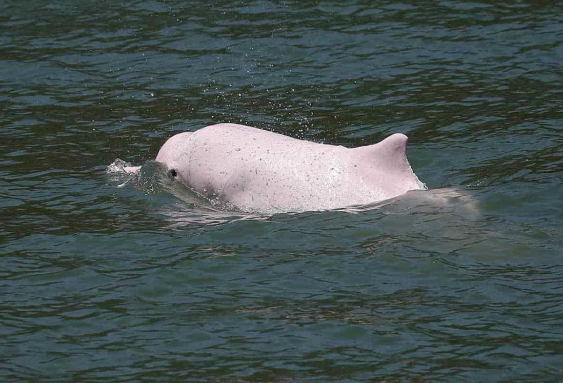 Delfines casi extintos vuelven gracias a pausa por pandemia