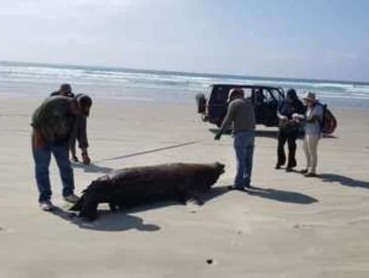 Hallan a 25 lobos marinos muertos en costas de BCS