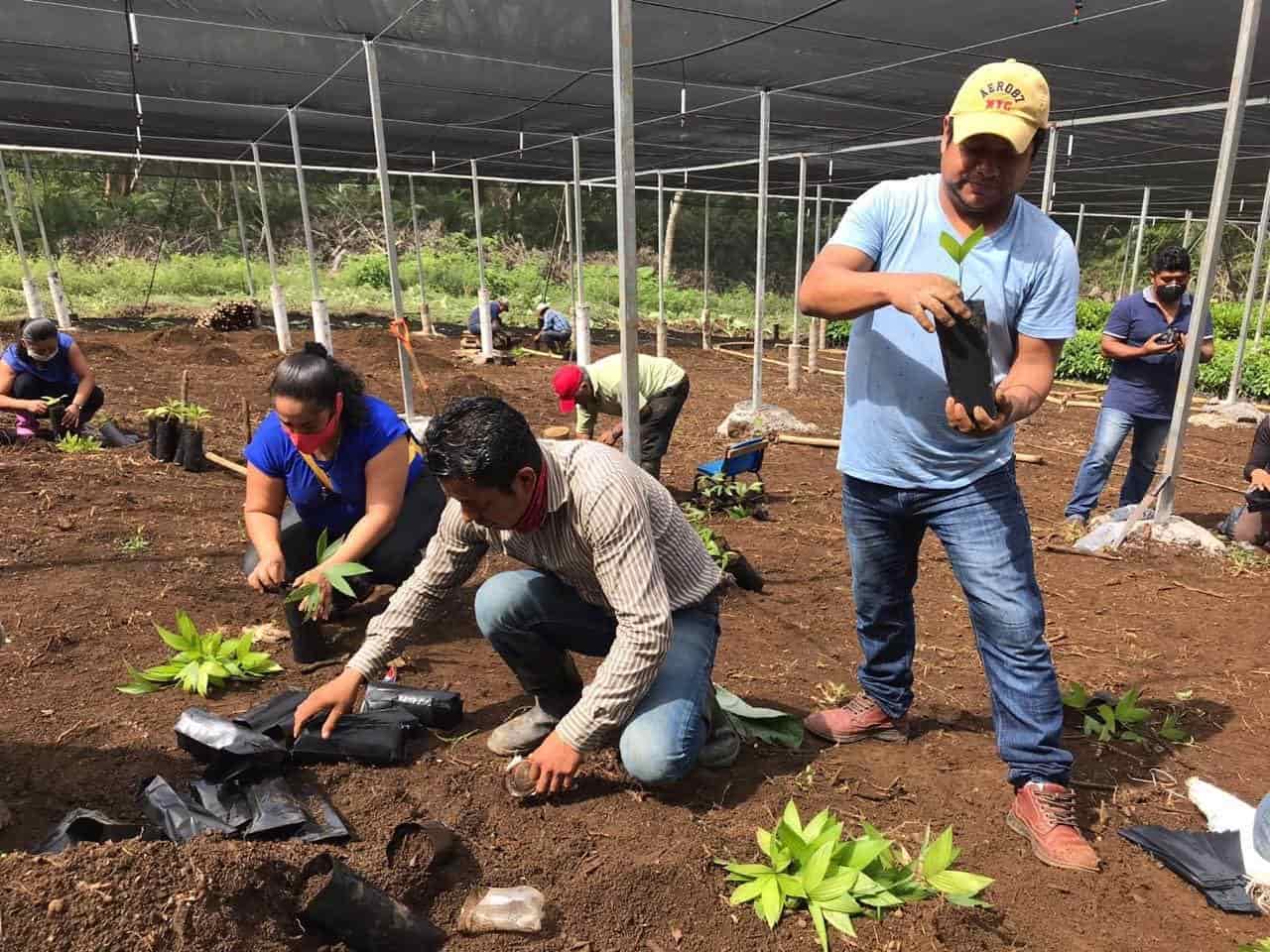 Viveros en Catemaco generarán más de 300 empleos: Sedarpa