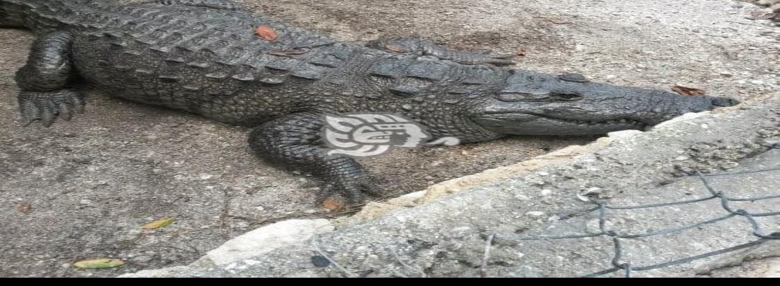 Lagarto de dos metros aterroriza a vecinos choapenses