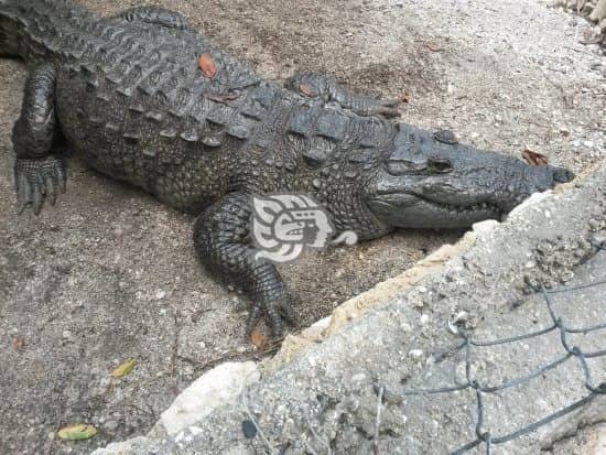 Lagarto de dos metros aterroriza a vecinos choapenses