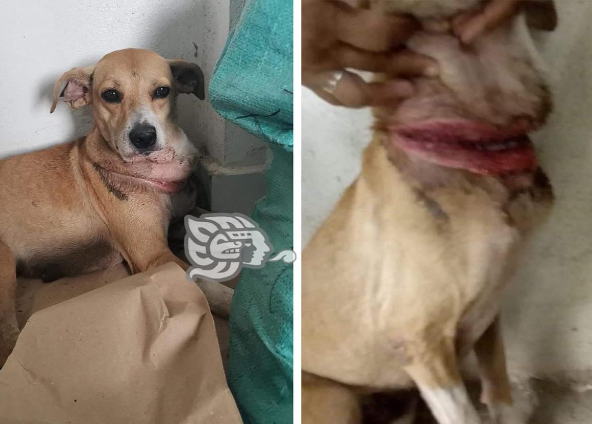 Perrita a punto del degollamiento es rescatada en Coatzacoalcos