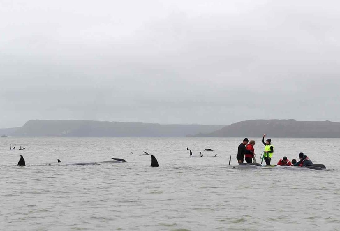 Mueren casi todas las ballenas encalladas en Australia