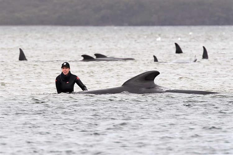 Mueren casi todas las ballenas encalladas en Australia