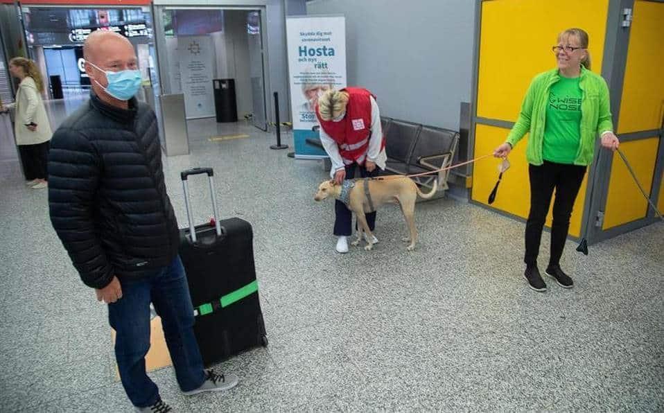 Aeropuerto en Finlandia usaría perros adiestrados para detectar covid-19