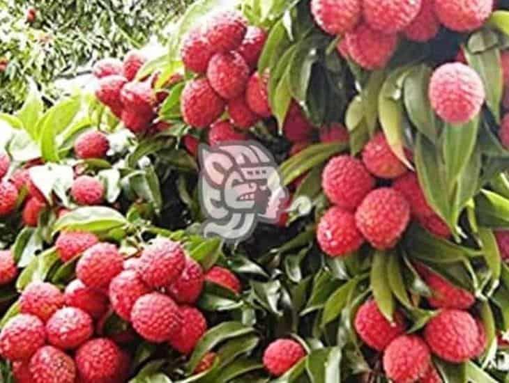 Campesinos de Mecayapan tienen baja producción de litchi