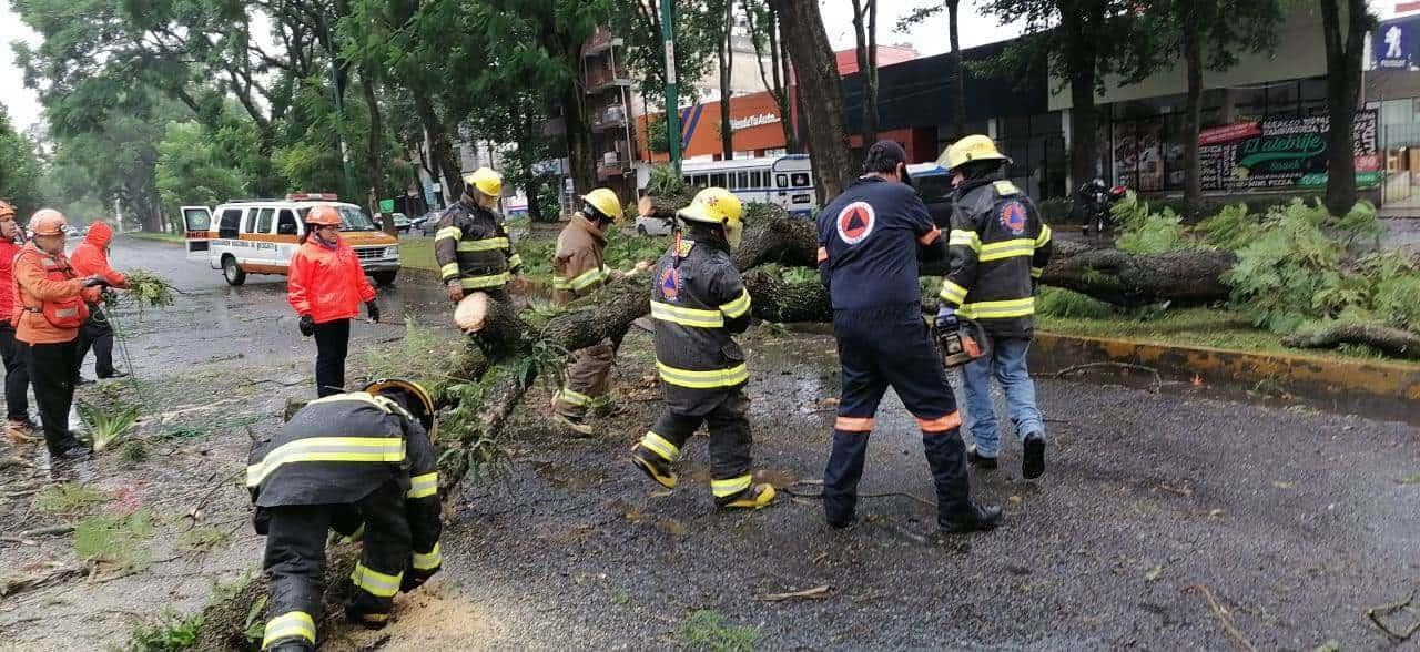 Caída de árboles y postes por FF 4 en Xalapa