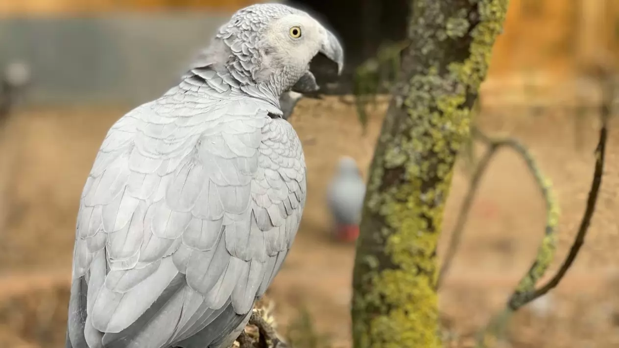 Por groseros, zoológico en Reino Unido separa a cinco loros