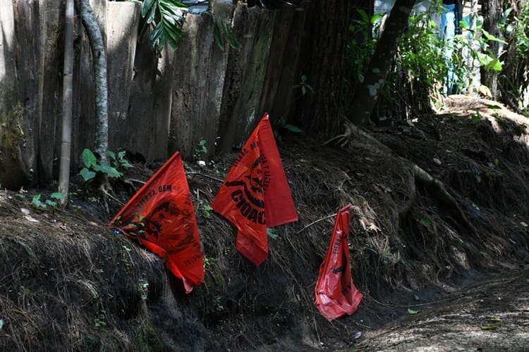 Reclutan invasores en otros estados para depredar bosque de Veracruz