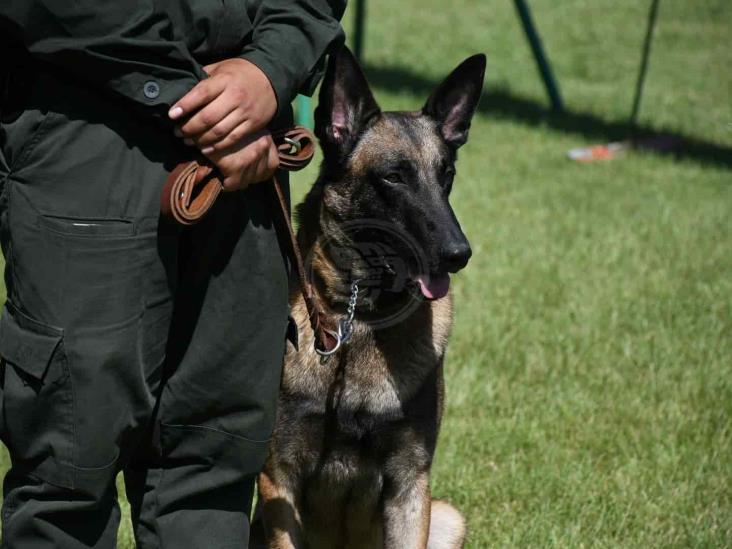 Compañía K9 de Fuerza Civil, en constante entrenamiento