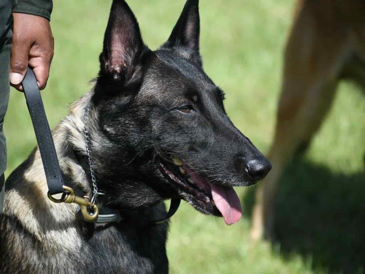 Compañía K9 de Fuerza Civil, en constante entrenamiento