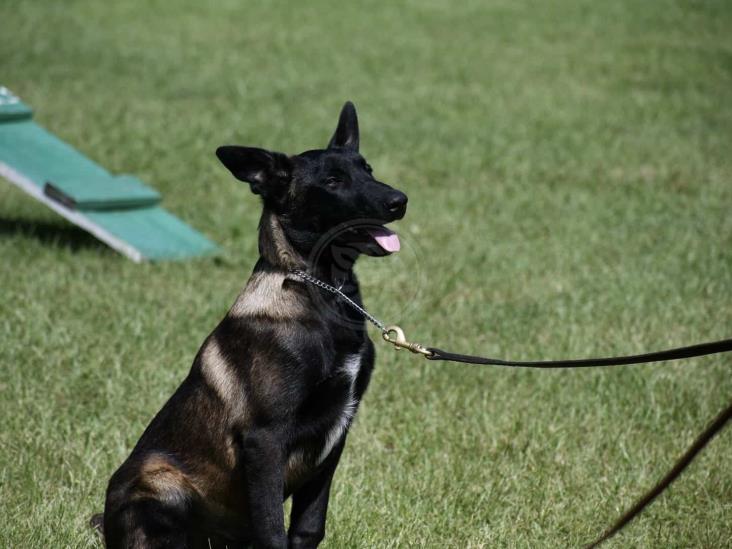 Compañía K9 de Fuerza Civil, en constante entrenamiento