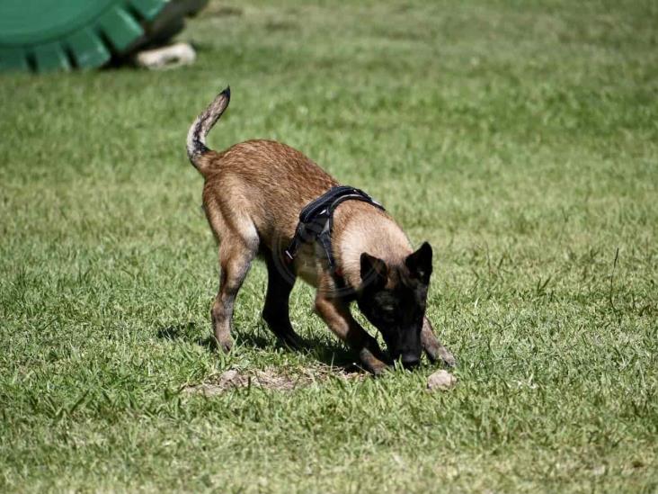 Compañía K9 de Fuerza Civil, en constante entrenamiento