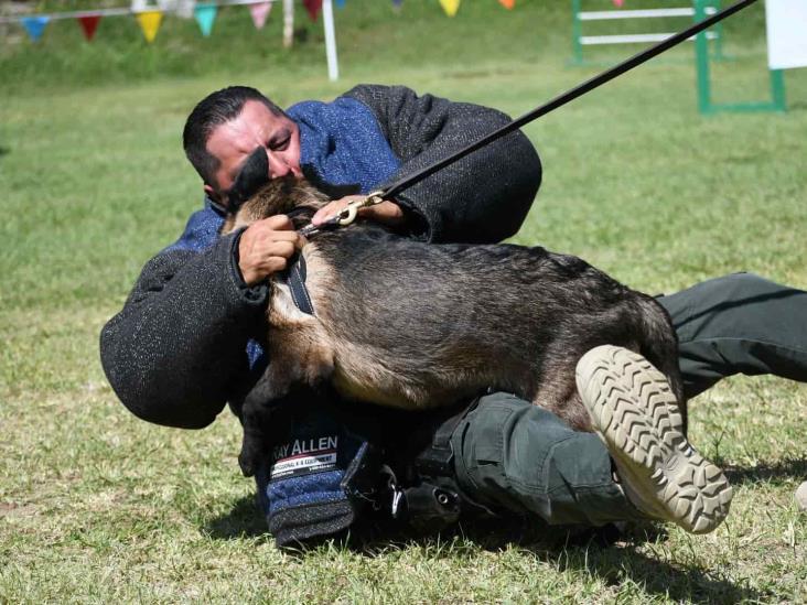 Compañía K9 de Fuerza Civil, en constante entrenamiento