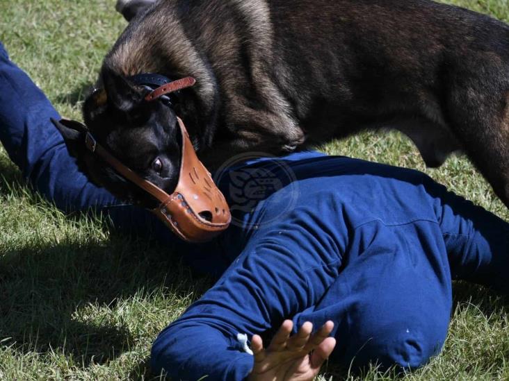 Compañía K9 de Fuerza Civil, en constante entrenamiento