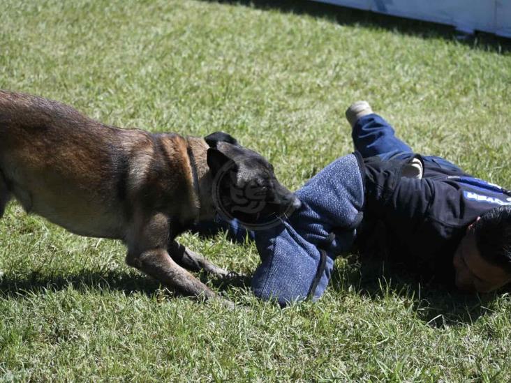 Compañía K9 de Fuerza Civil, en constante entrenamiento