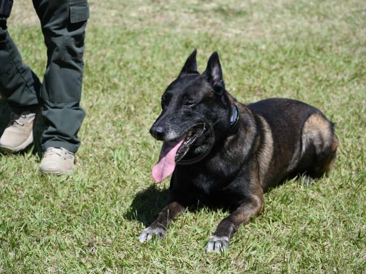 Compañía K9 de Fuerza Civil, en constante entrenamiento