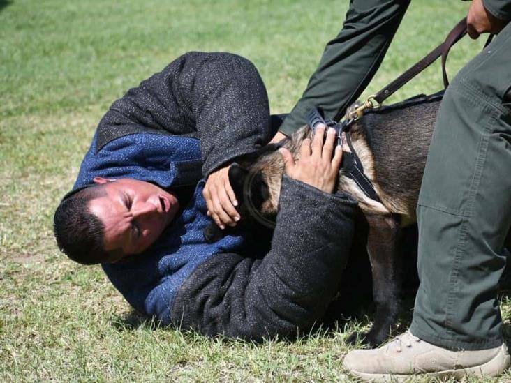 Compañía canina participa en búsqueda de personas: SSP