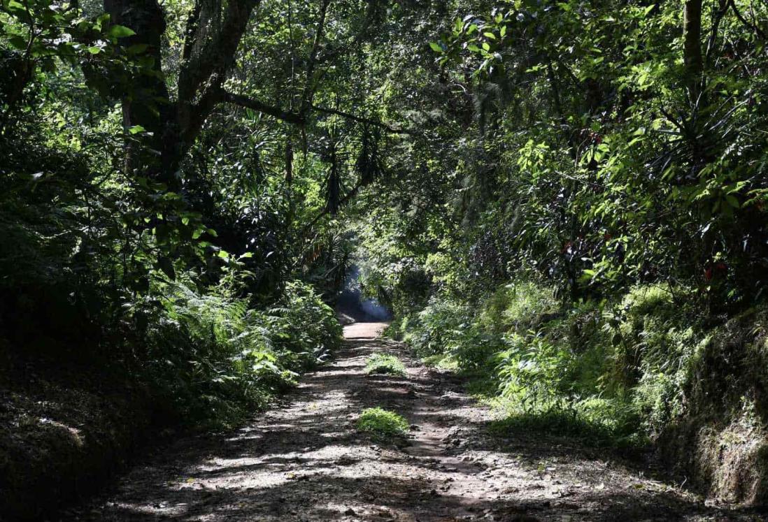 Juez ordena a Sedatu y a CIAOC parar devastación de bosque de Veracruz