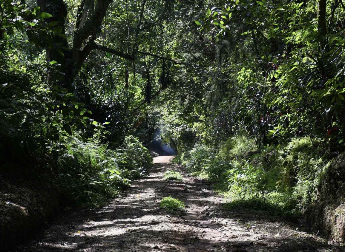 Bosques de Veracruz, en situación crítica ante tala ilegal y robo de madera