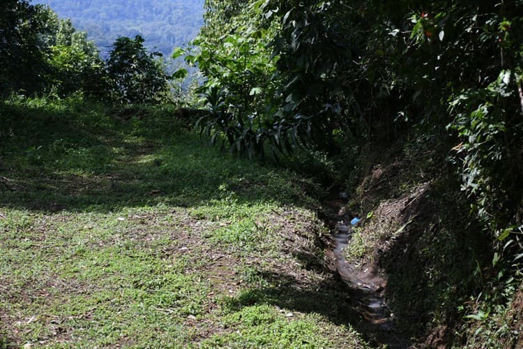 Juez ordena a Sedatu y a CIAOC parar devastación de bosque de Veracruz