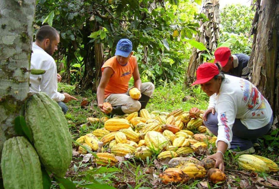 Plantan más de 600 hectáreas de mata de cacao en el Volcán San Martín